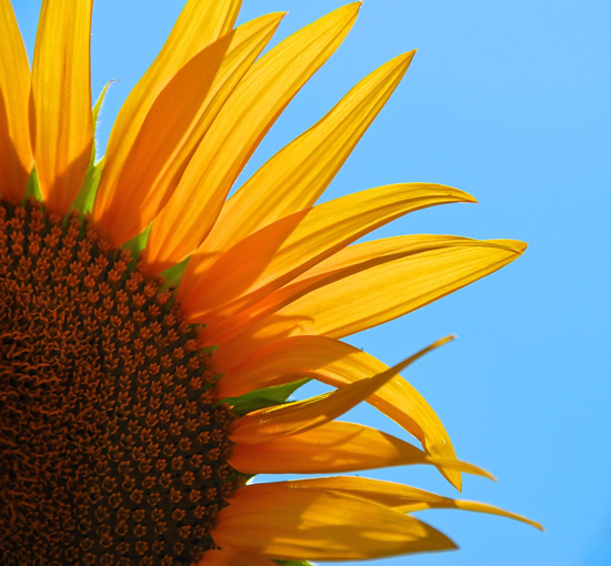 Sunflower now on blue sky