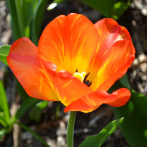 orange tulip loveliness