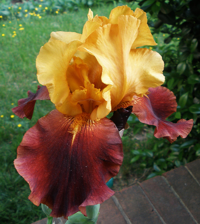 russet iris