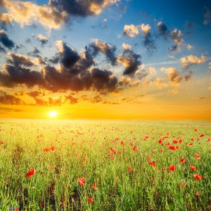 Puriify your soul -- sunset in poppy field