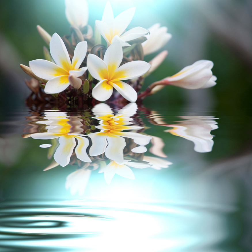 Patience shown by flowers reflected in a quiet pool.