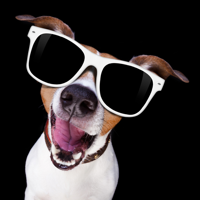 cool sunglasses dog