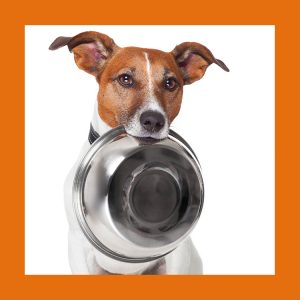 Fasting dog with feedbowl