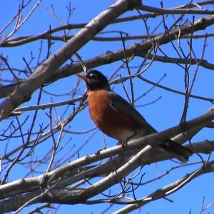 Joy seeing a Robin in Lent