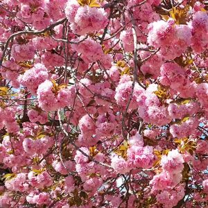 blooming cherry tree shows big hope