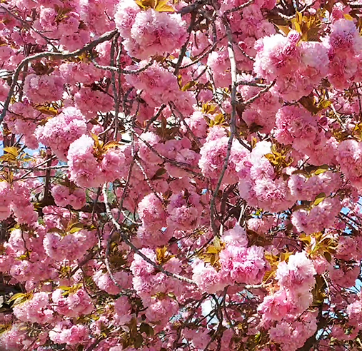 blooming cherry tree shows big hope